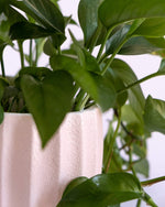 Textured Nordic Pot (M) - plantsnobiety