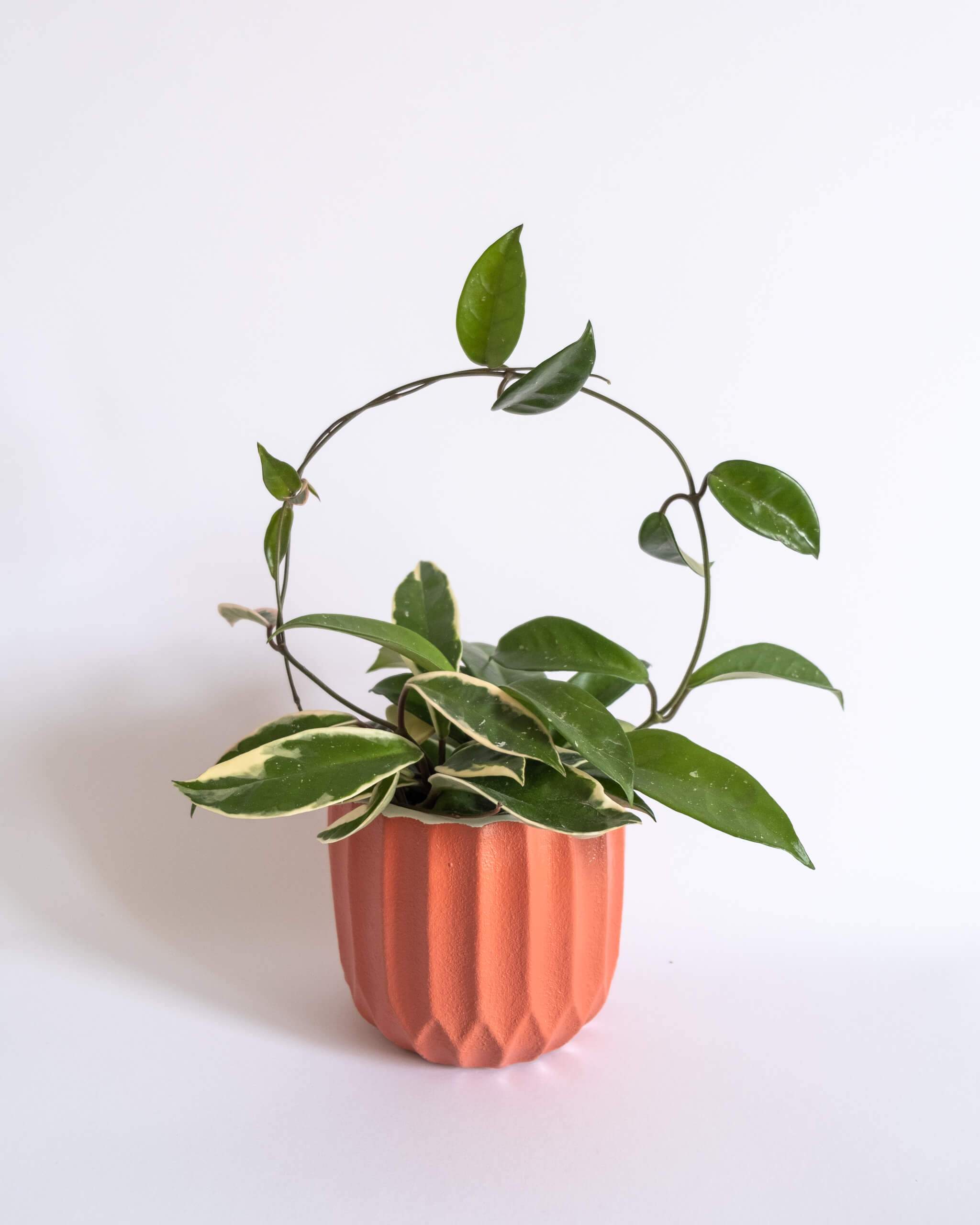 Textured Nordic Pot (M) - plantsnobiety