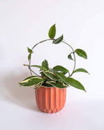 Textured Nordic Pot (M) - plantsnobiety