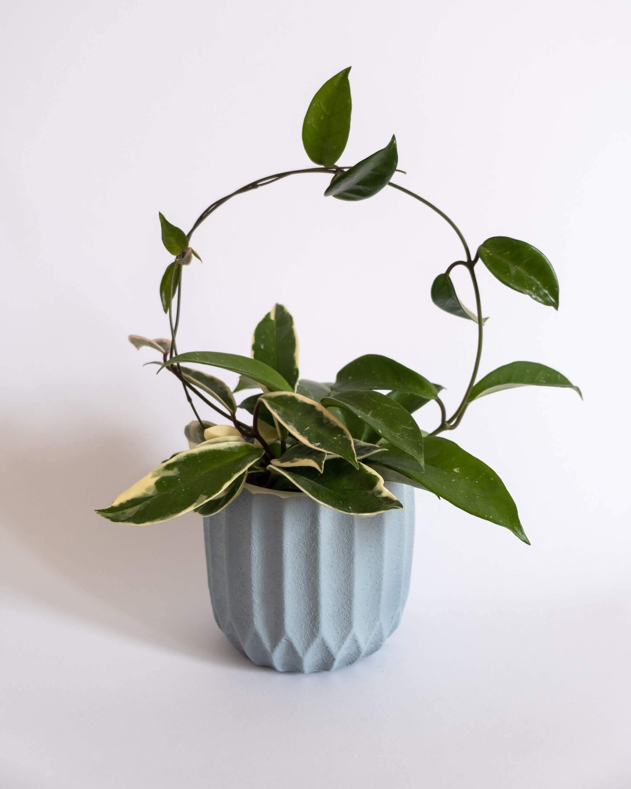 Textured Nordic Pot (M) - plantsnobiety