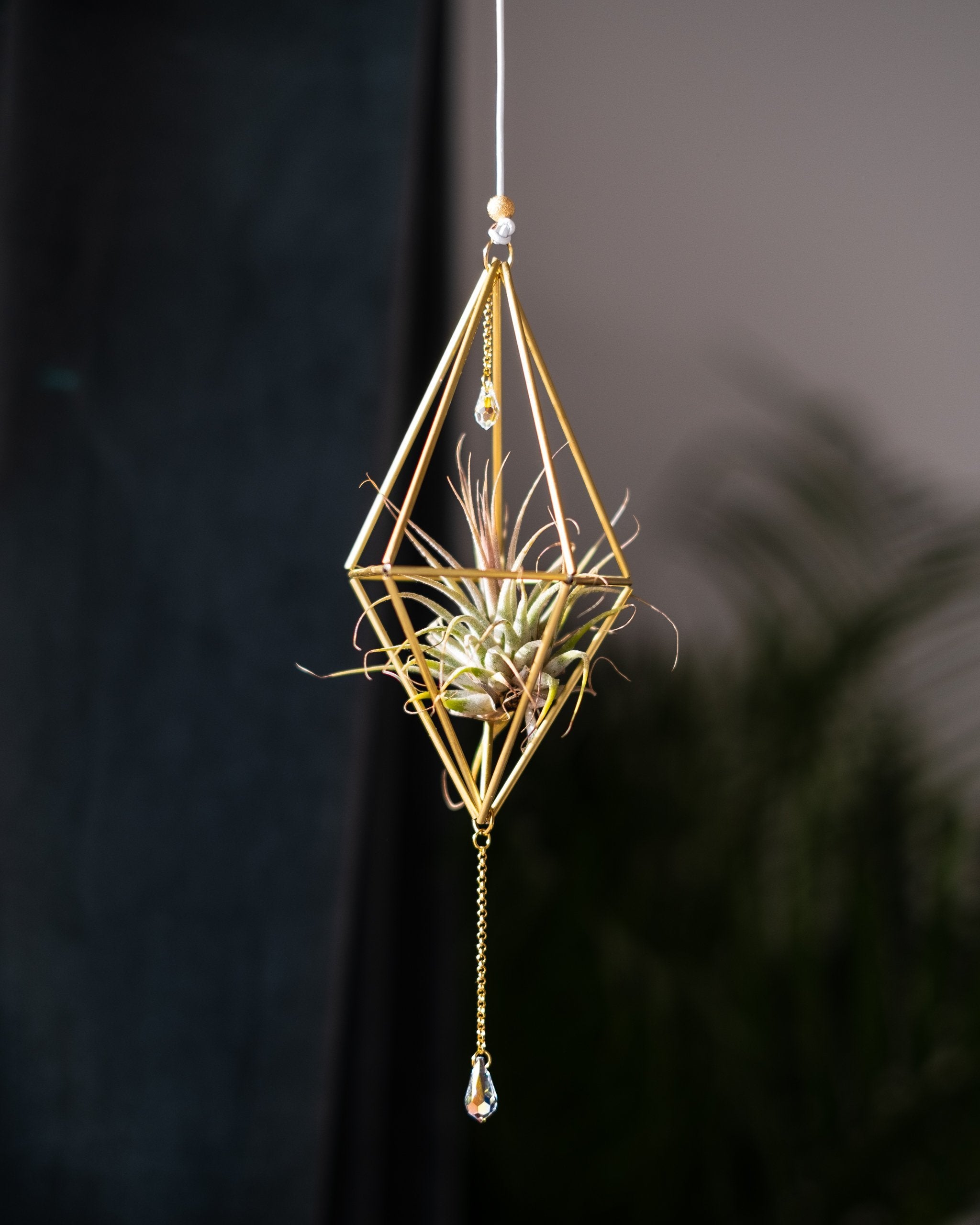 Himmeli № 001 - plantsnobiety