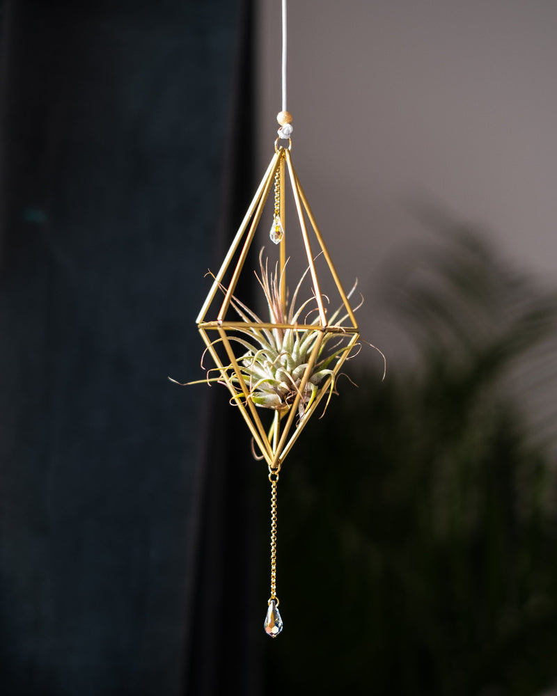 Himmeli № 001 - plantsnobiety