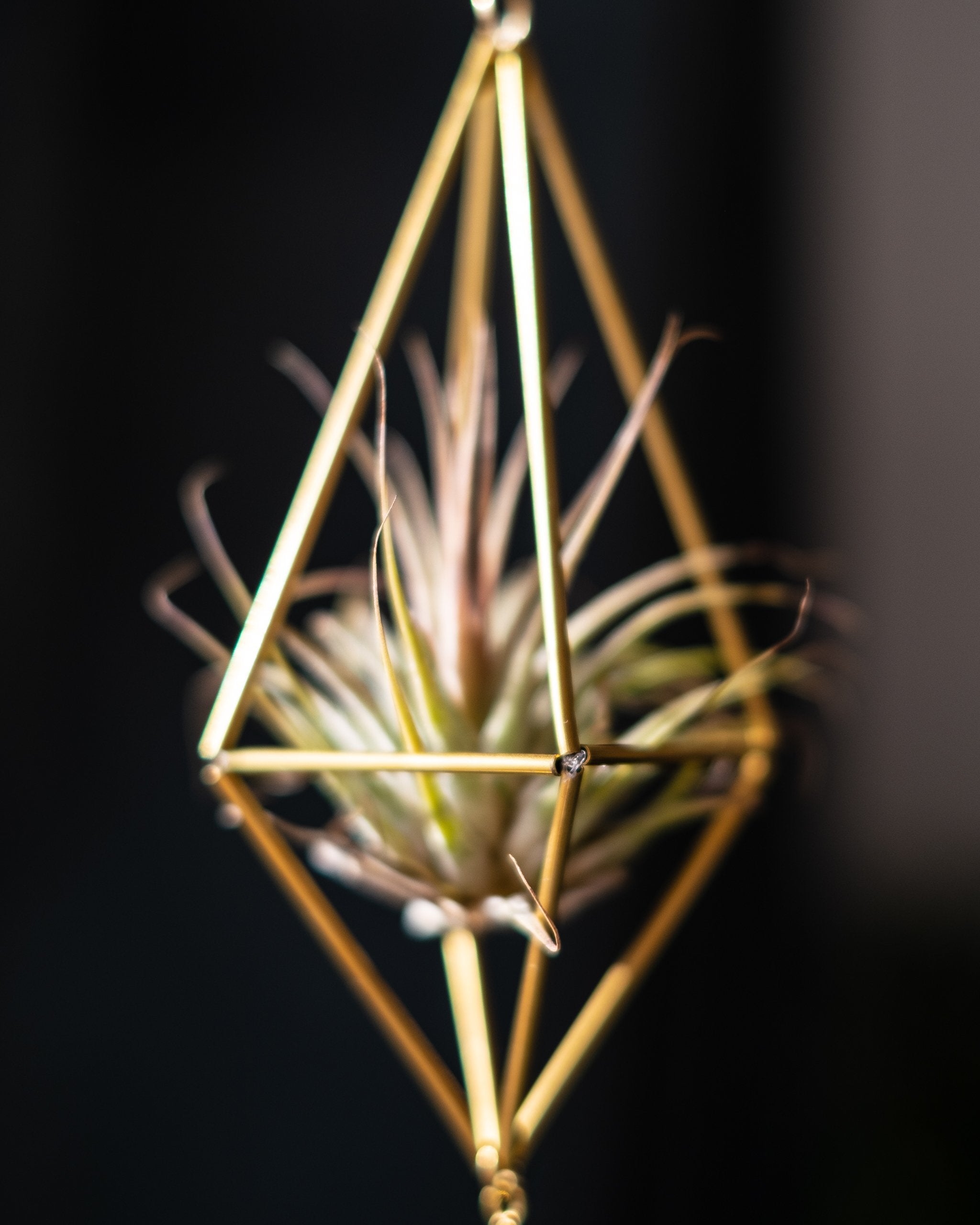 Himmeli № 002 - plantsnobiety