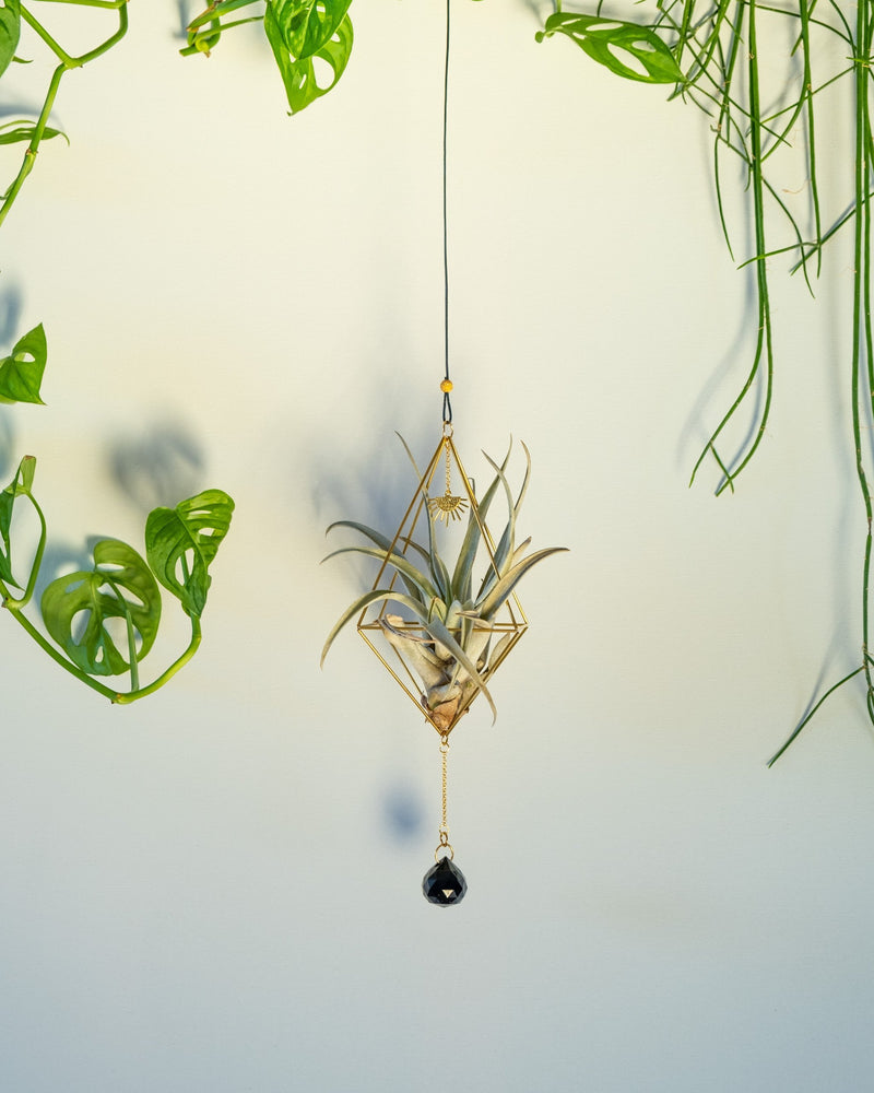 Himmeli № 025 - plantsnobiety