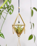 Himmeli № 033 - plantsnobiety