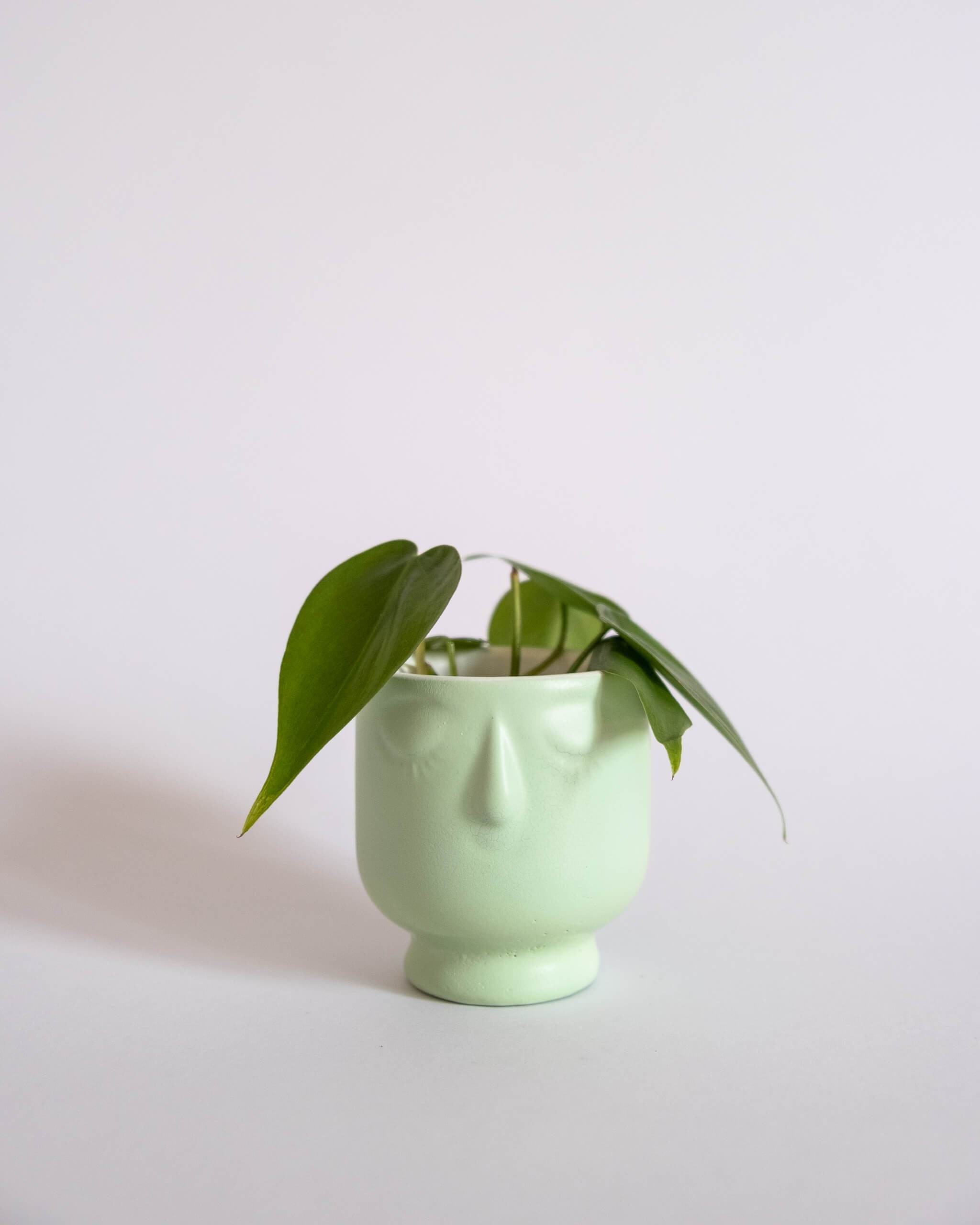 Little Dreamer Pot (XS) - plantsnobiety