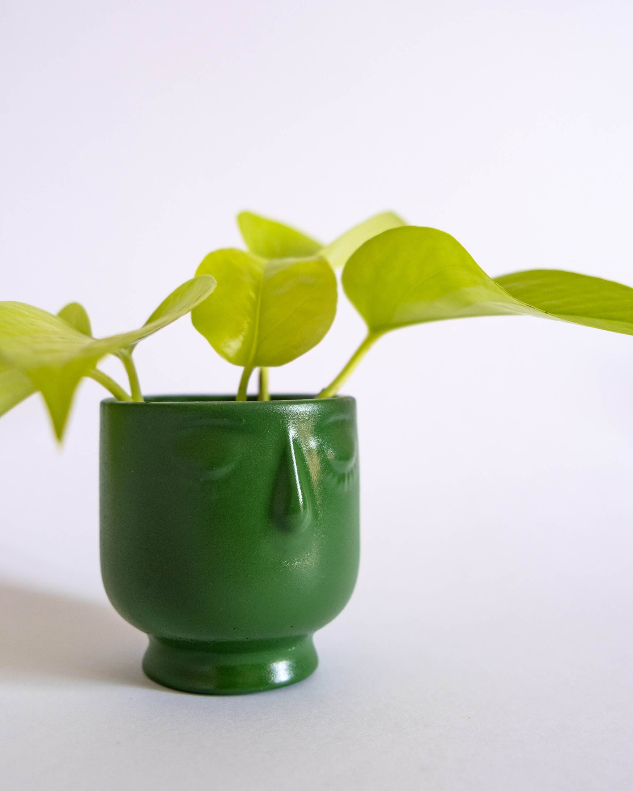 Little Dreamer Pot (XS) - plantsnobiety