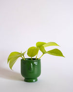 Little Dreamer Pot (XS) - plantsnobiety