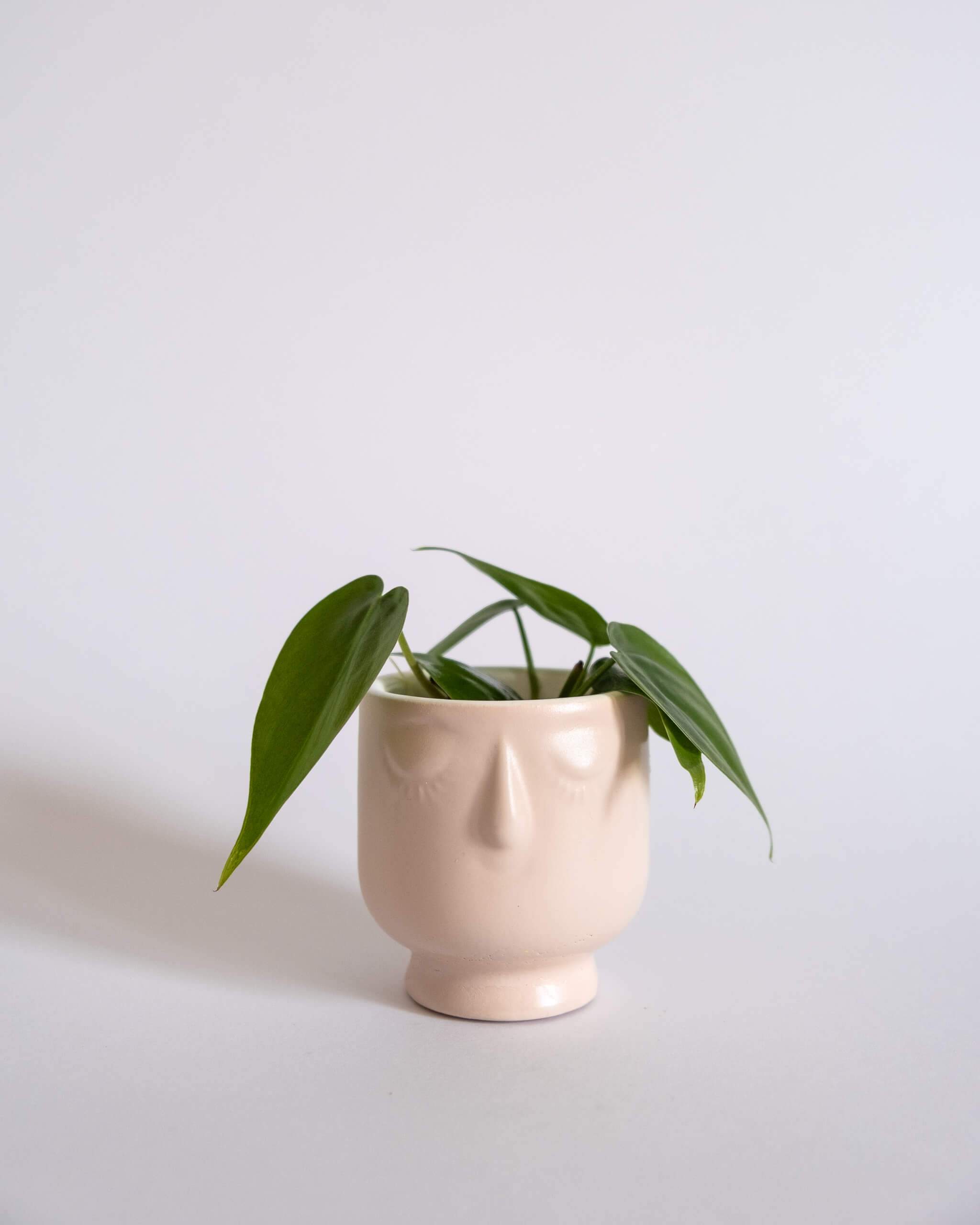 Little Dreamer Pot (XS) - plantsnobiety
