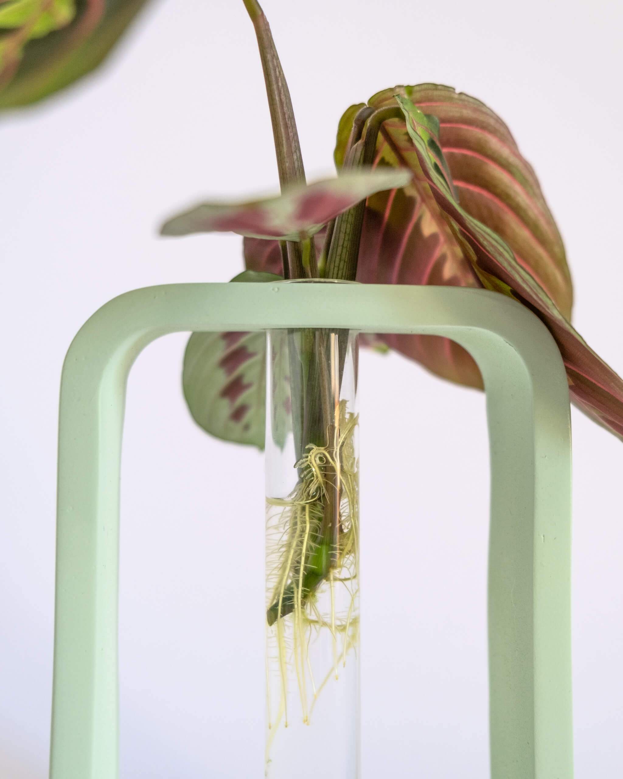 Minima Propagation Station - plantsnobiety