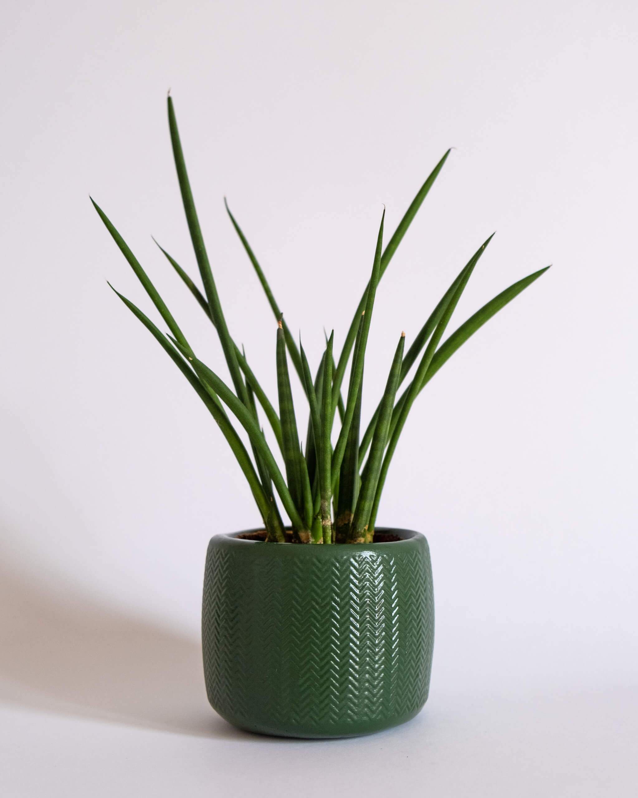 Round Chevron Pot (M) - plantsnobiety
