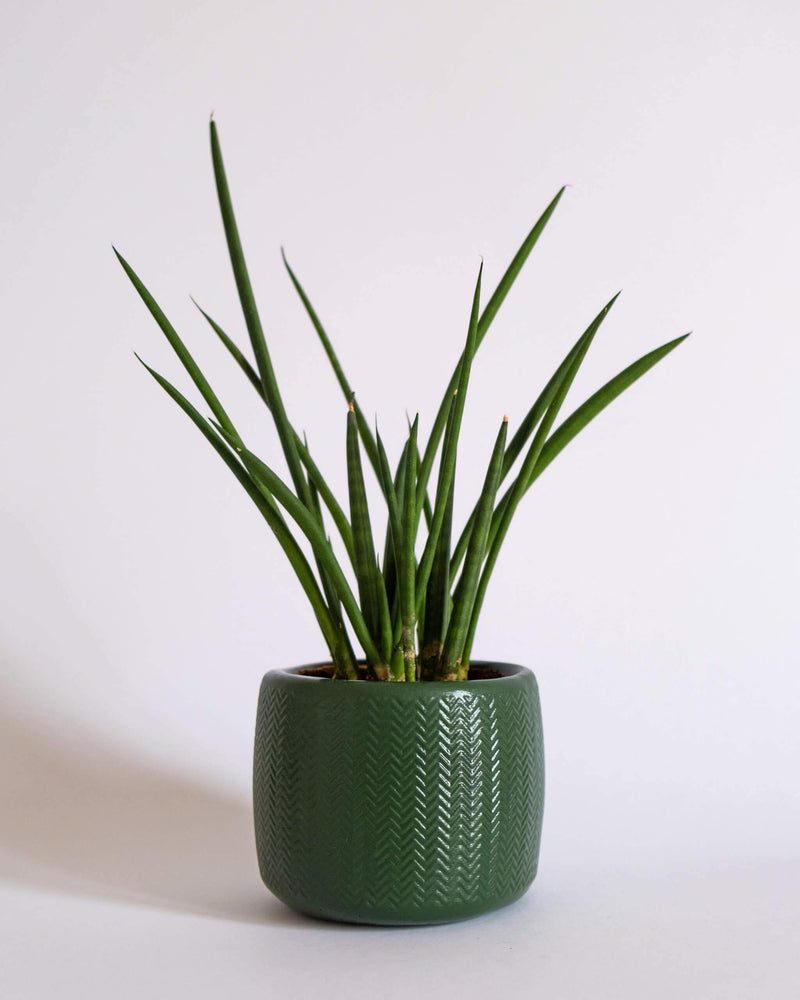 Round Chevron Pot (M) - plantsnobiety