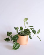 Round Chevron Pot (M) - plantsnobiety