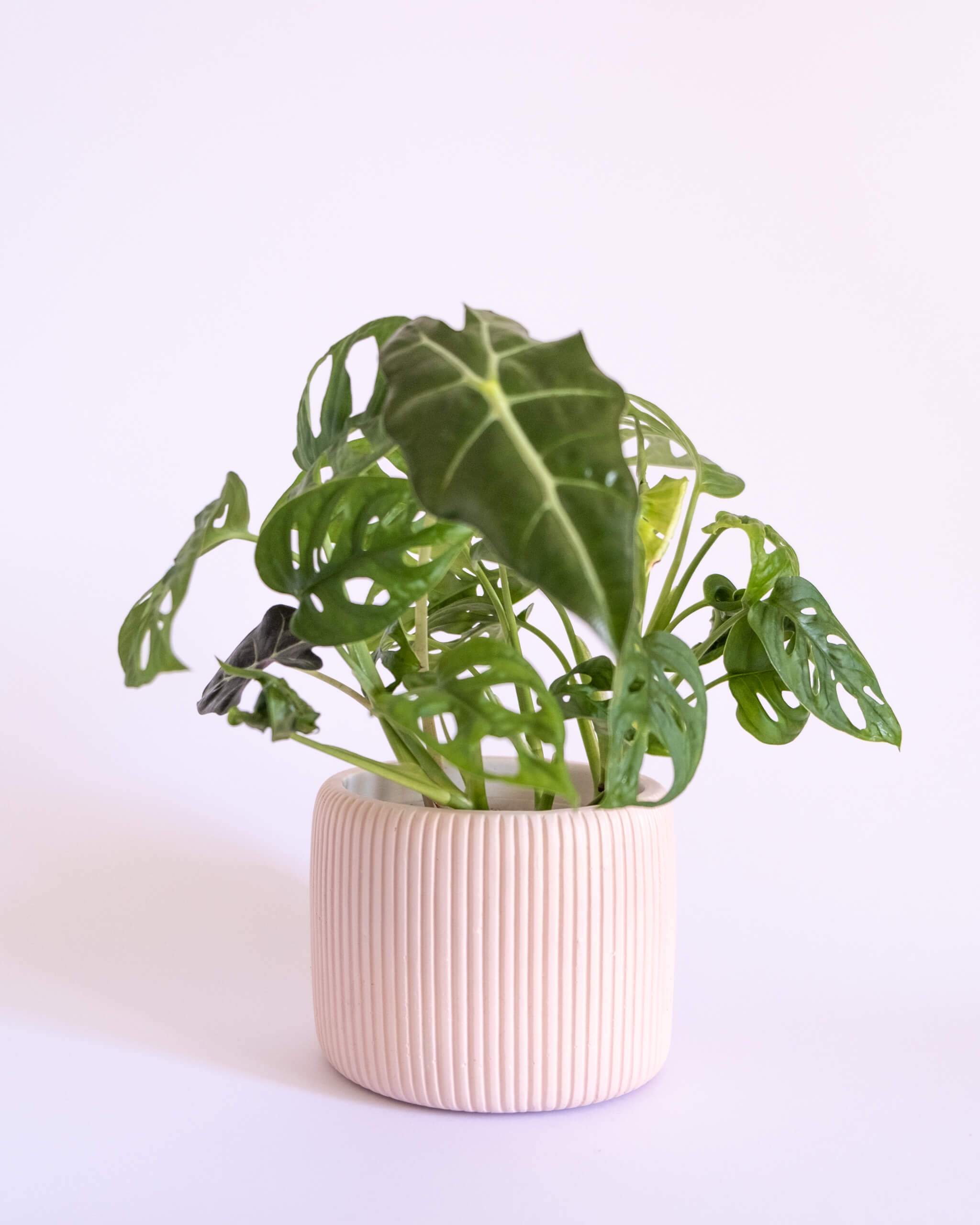 Round Ribbed Pot (M) - plantsnobiety