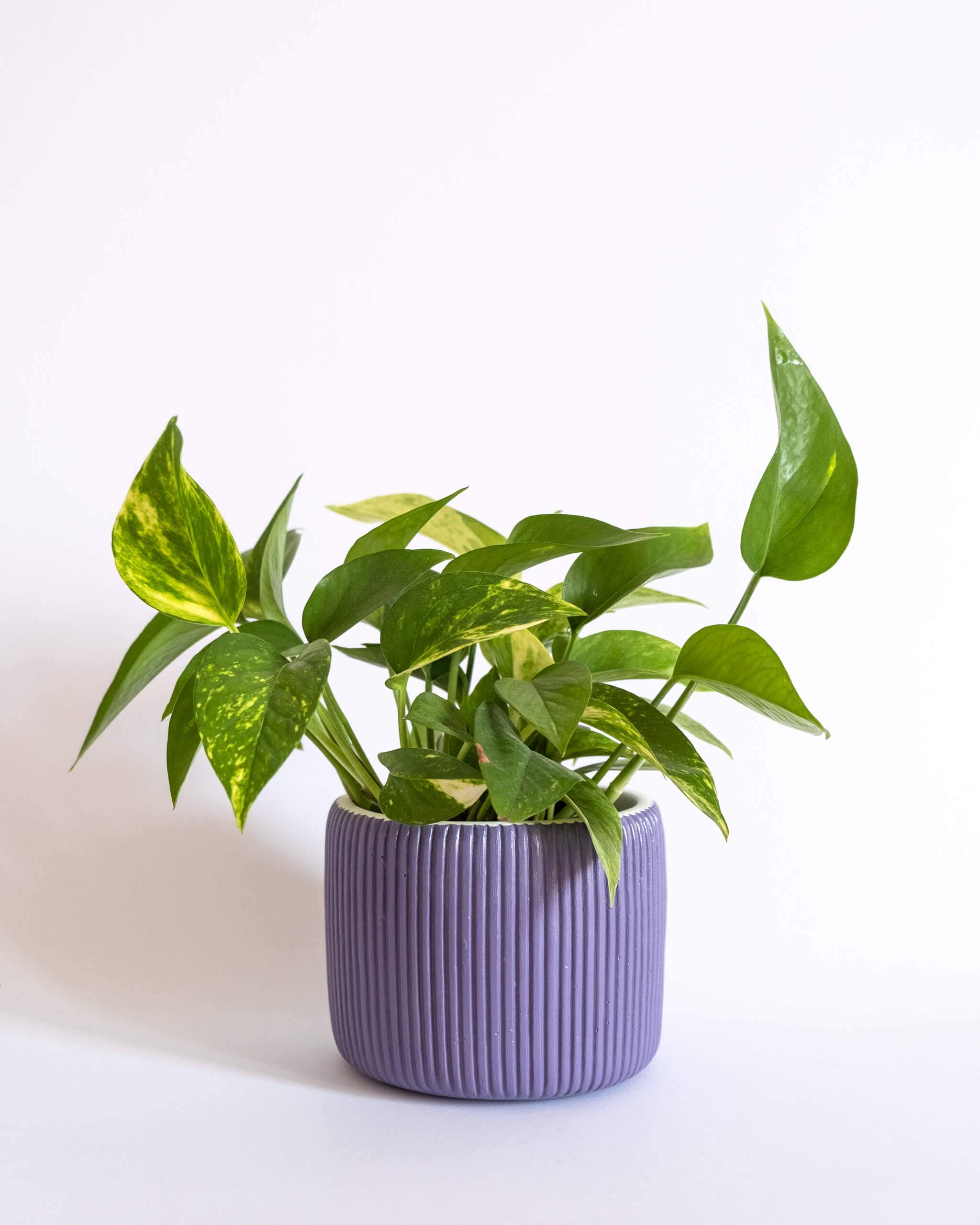 Round Ribbed Pot (M) - plantsnobiety