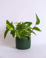 Round Ribbed Pot (M) - plantsnobiety