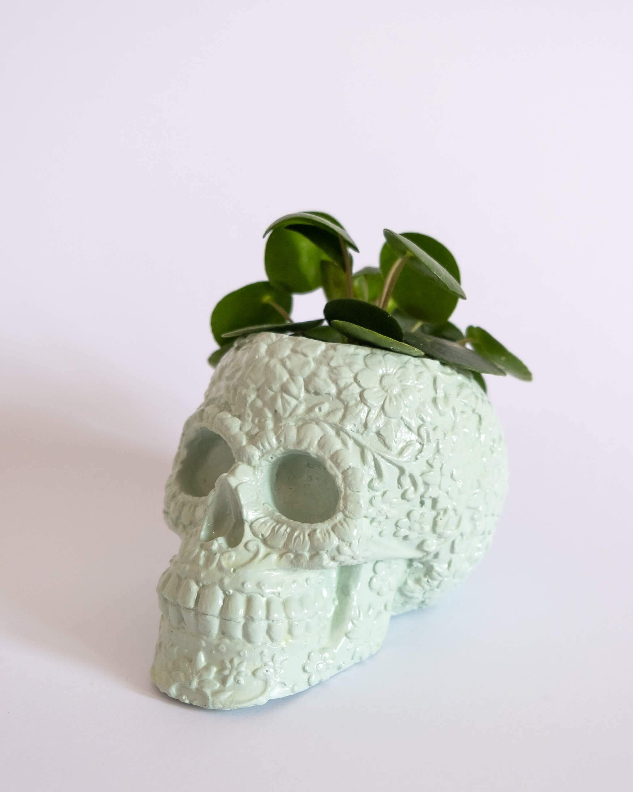 Sugar Skull Pot - plantsnobiety