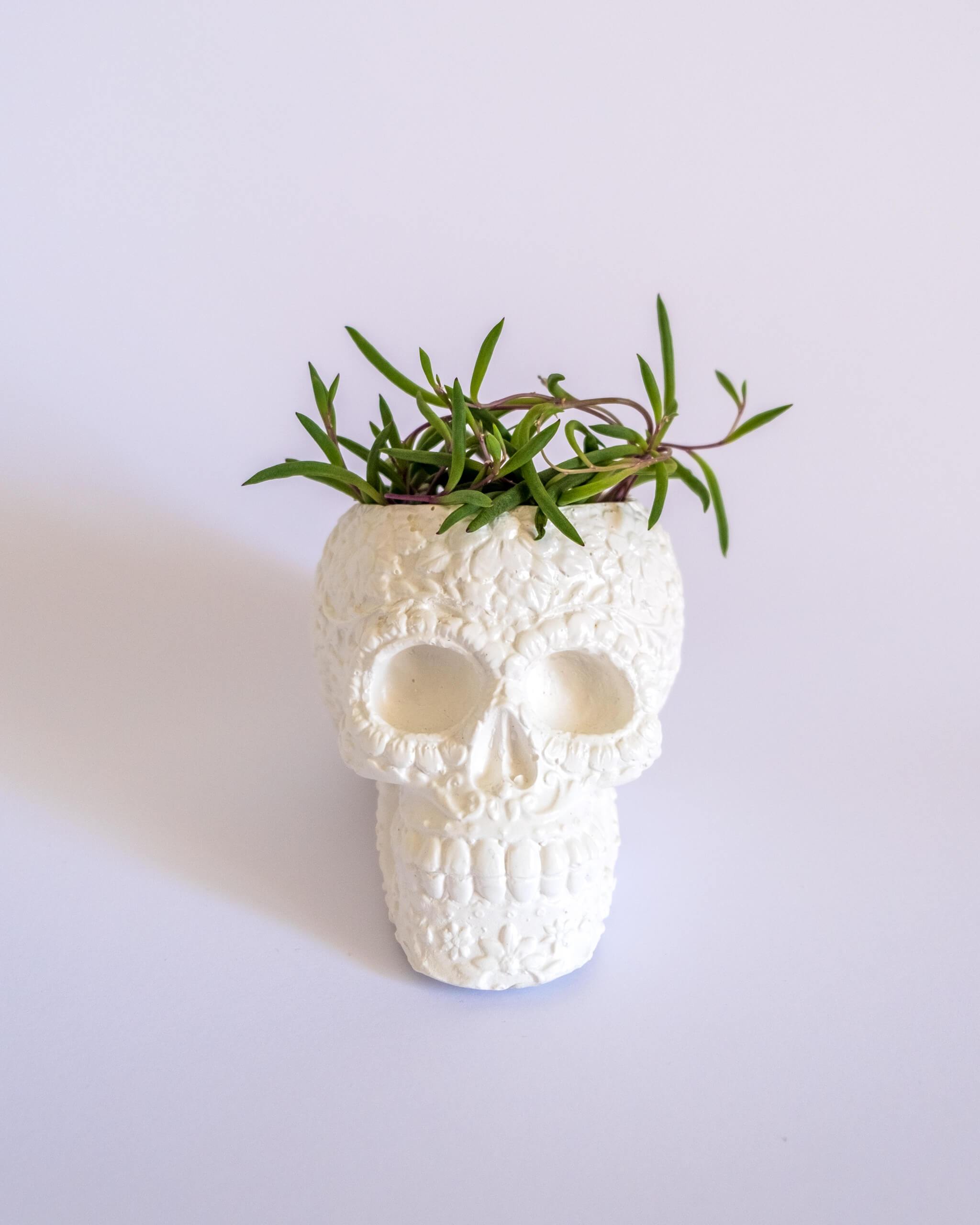 Sugar Skull Pot - plantsnobiety