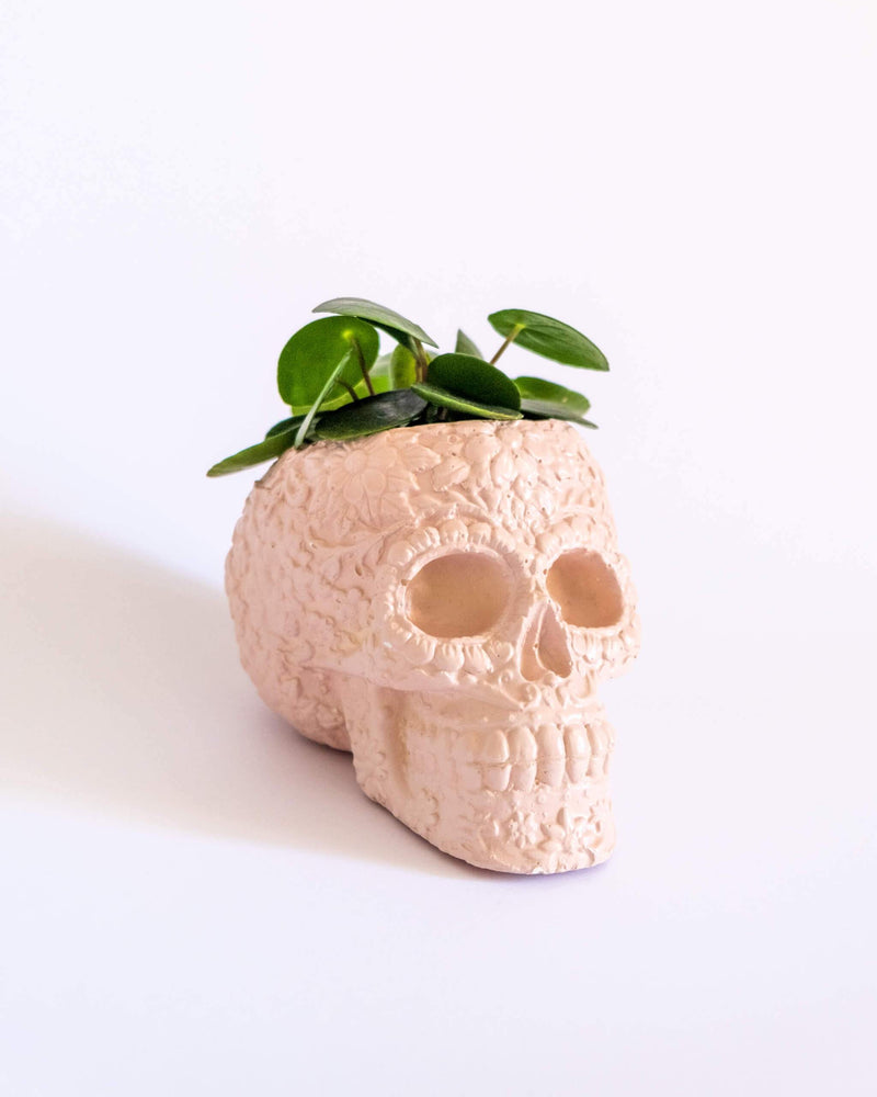 Sugar Skull Pot - plantsnobiety