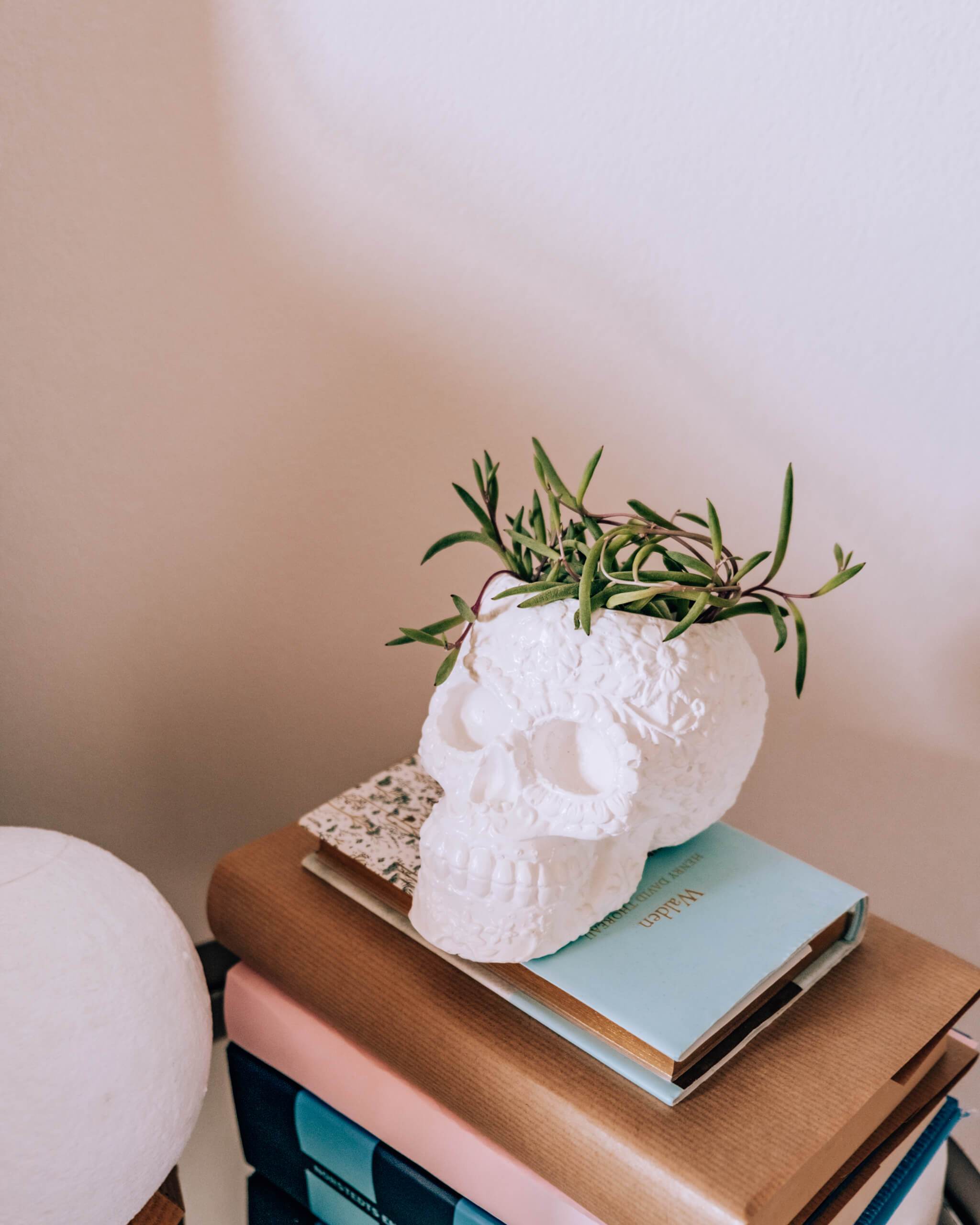Sugar Skull Pot - plantsnobiety