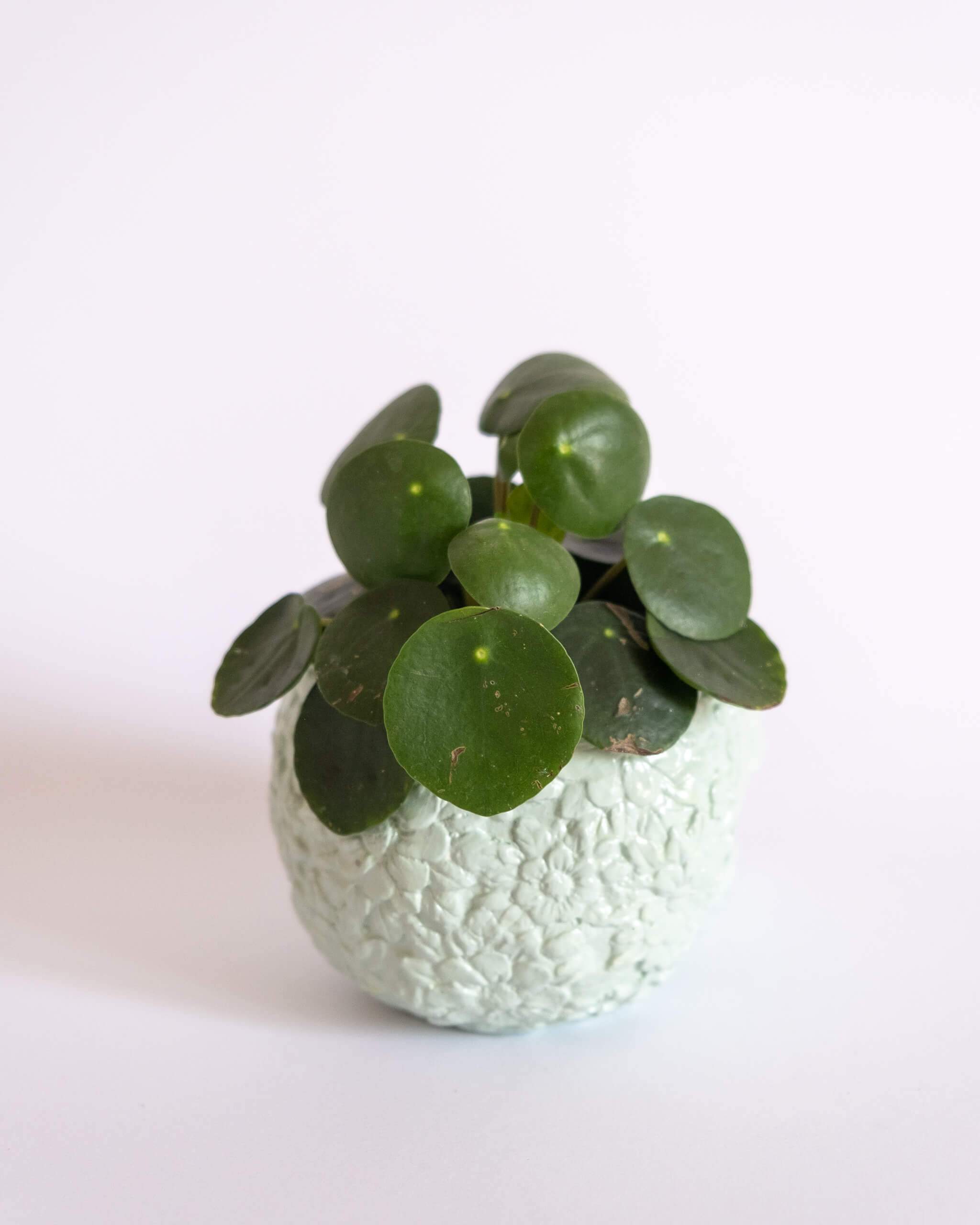 Sugar Skull Pot - plantsnobiety