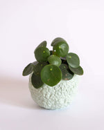 Sugar Skull Pot - plantsnobiety