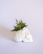 Sugar Skull Pot - plantsnobiety