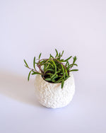Sugar Skull Pot - plantsnobiety