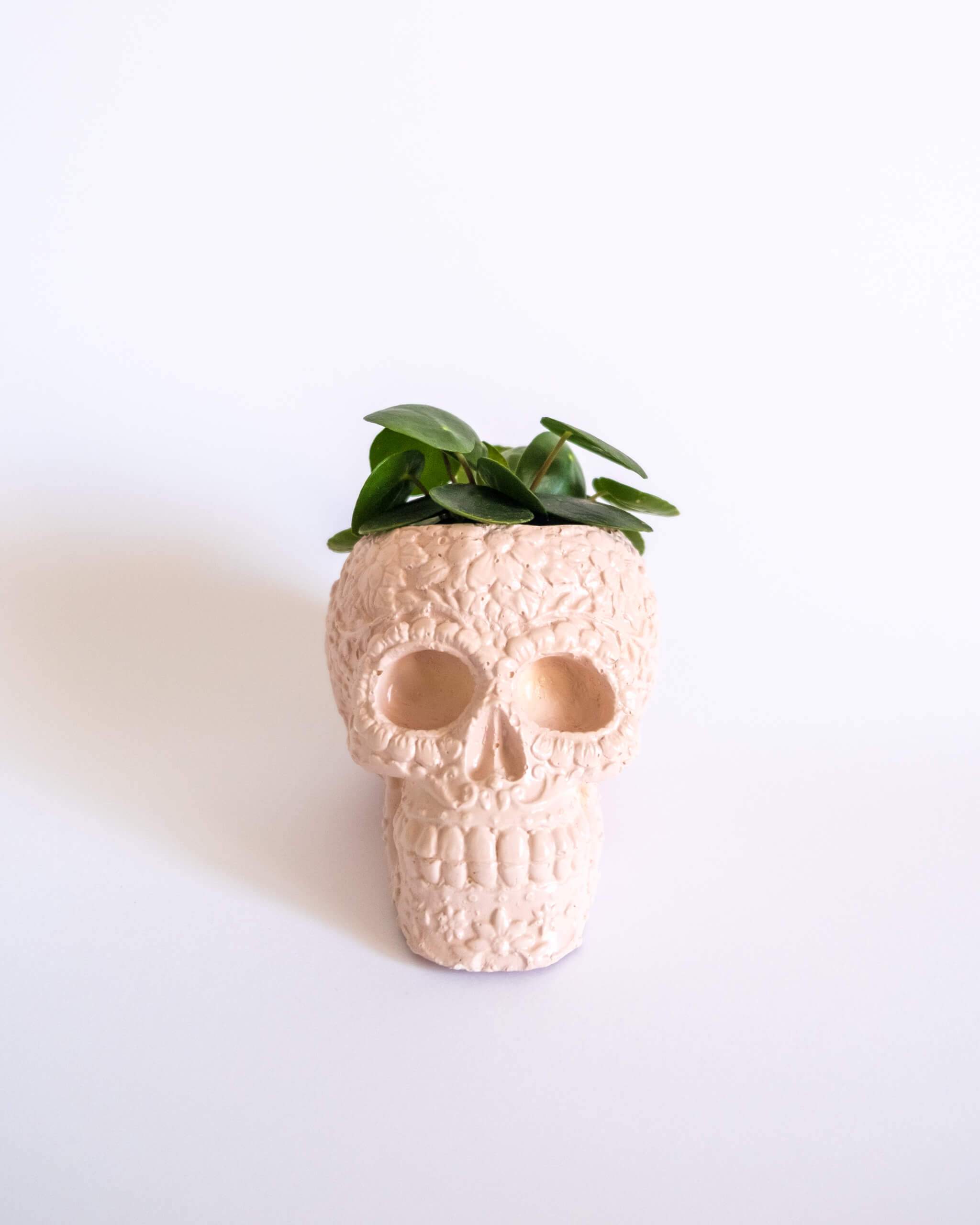 Sugar Skull Pot - plantsnobiety