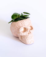 Sugar Skull Pot - plantsnobiety