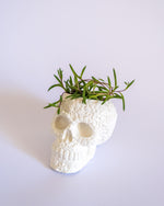 Sugar Skull Pot - plantsnobiety