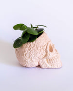 Sugar Skull Pot - plantsnobiety