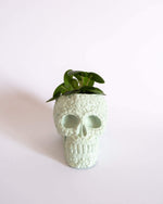 Sugar Skull Pot - plantsnobiety