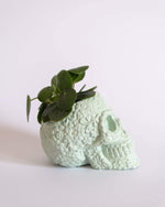 Sugar Skull Pot - plantsnobiety