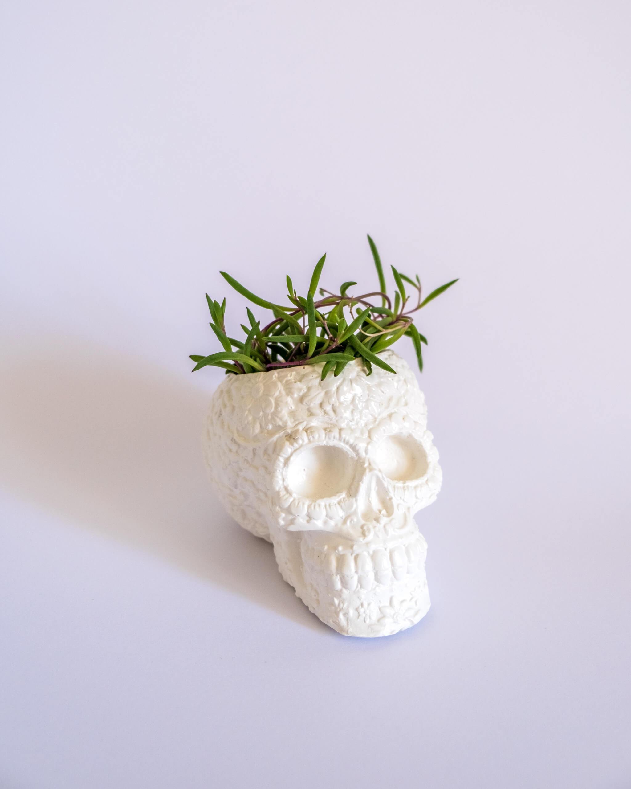 Sugar Skull Pot - plantsnobiety