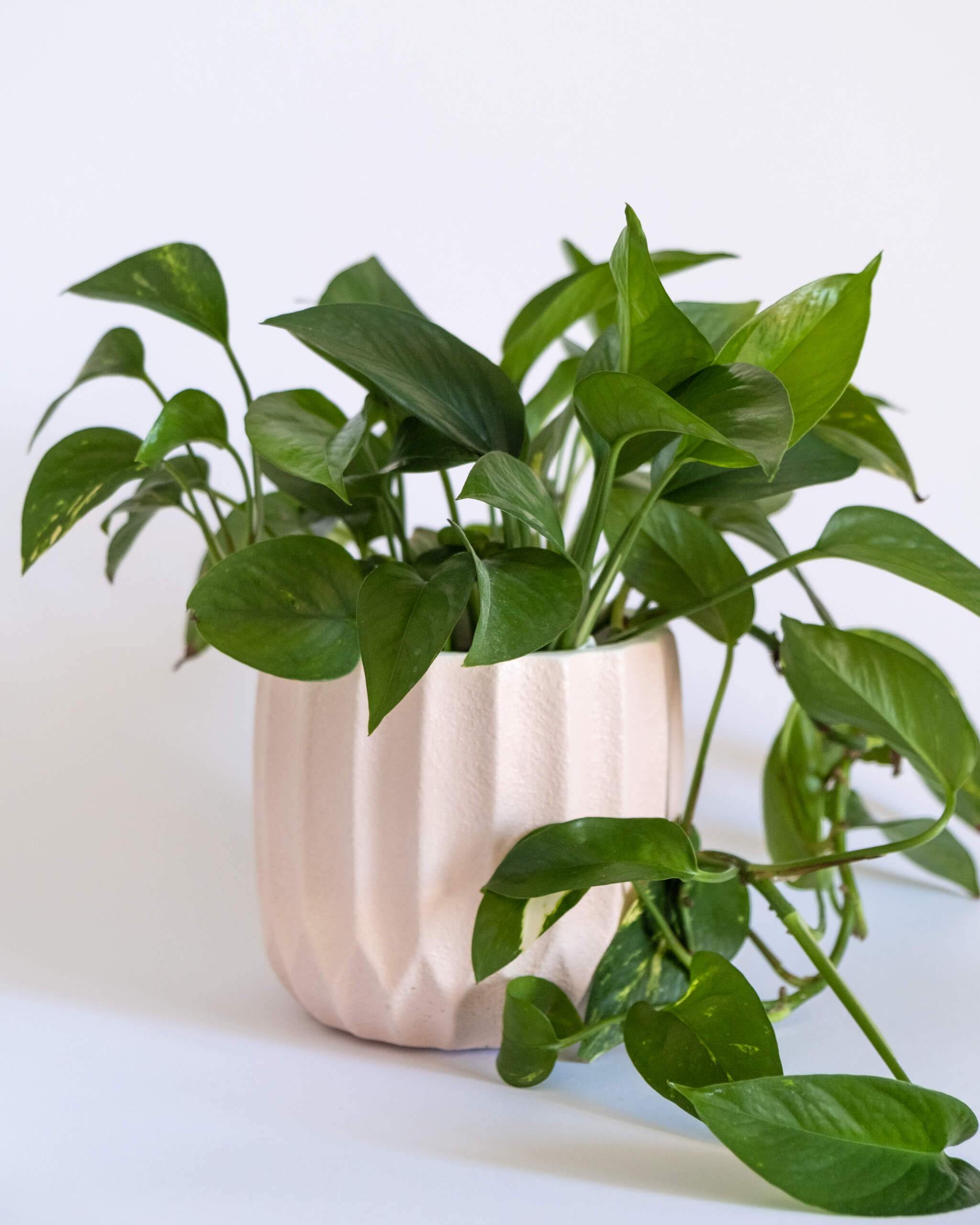 Textured Nordic Pot (M) - plantsnobiety