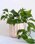 Textured Nordic Pot (M) - plantsnobiety