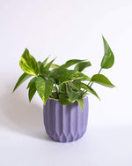 Textured Nordic Pot (M) - plantsnobiety