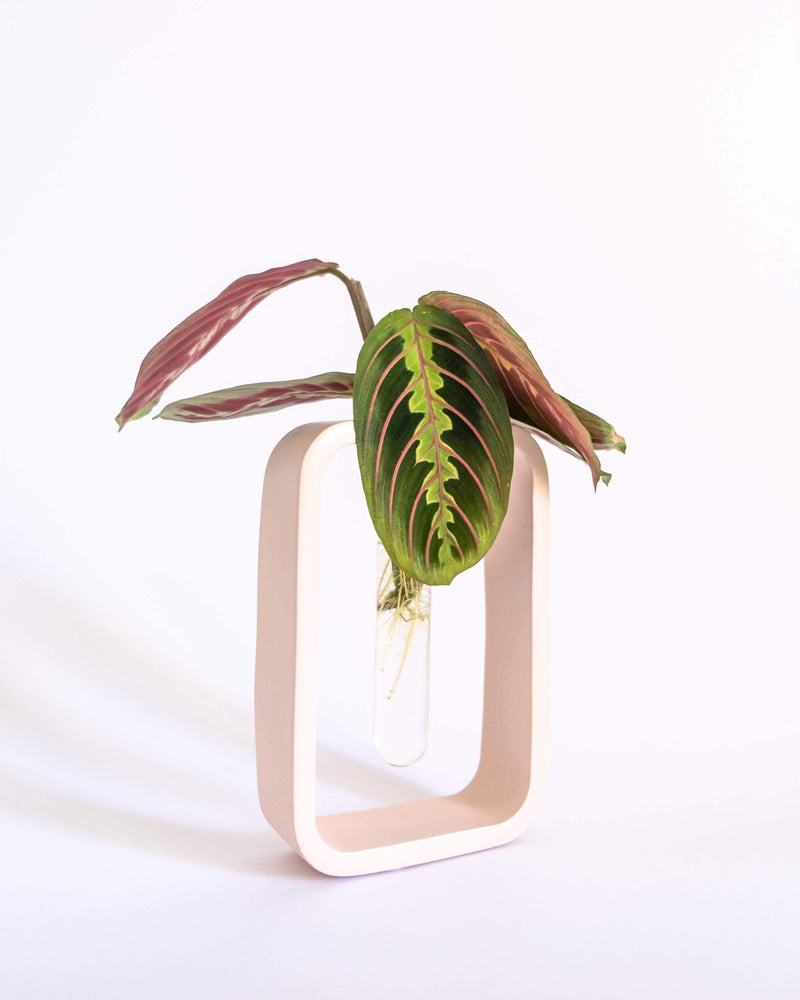 Minima Propagation Station - plantsnobiety