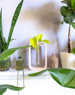 Minima Propagation Station - plantsnobiety