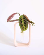 Minima Propagation Station - plantsnobiety