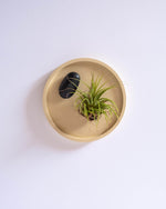 Round Air Plant Display Tray (M) - plantsnobiety