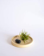 Round Air Plant Display Tray (M) - plantsnobiety