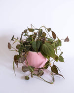 Round Ribbed Pot (M) - plantsnobiety