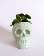Sugar Skull Pot - plantsnobiety