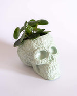 Sugar Skull Pot - plantsnobiety